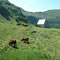 Paysage Cantalien - Troupeau de Salers
