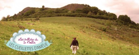 Les cueillettes d’Amélie : les plantes du Cantal en tisanes